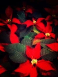 Close-up of red flowers