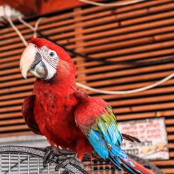 Close-up of parrot perching in cage