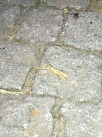 Close-up of insect on rock