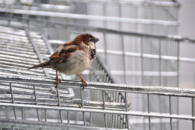 Close-up of bird perching on railing