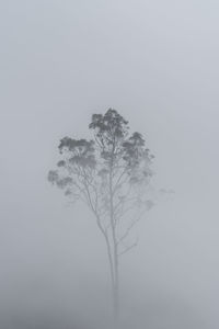 Tree against sky during foggy weather