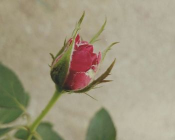 Close-up of red flower