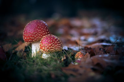 Close-up of fly agaric mushroom on field