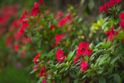 Close-up of red flowering plants