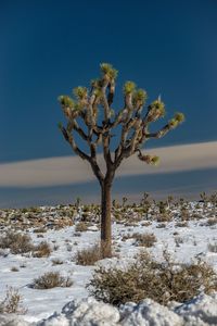 Tree on snow covered field against clear blue sky