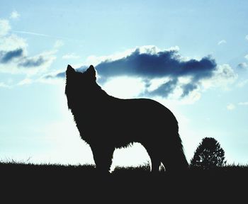 Silhouette horse on field against sky