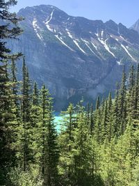 Low angle view of trees in forest bright blue lake emerald lake canadian rockies 
