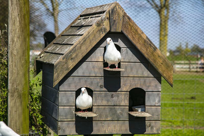 Birds perching on wooden fence