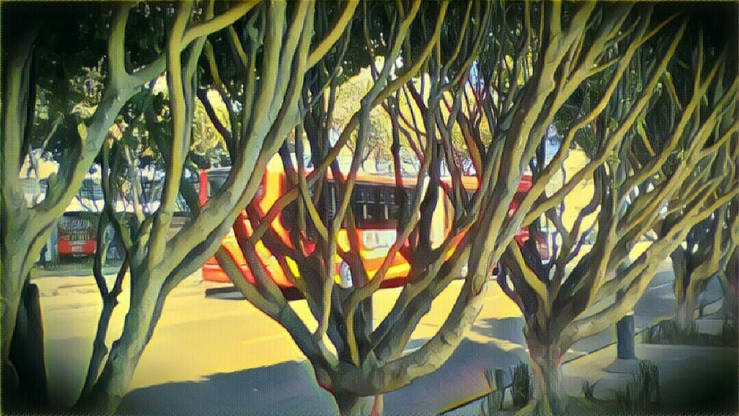 CLOSE-UP OF PALM TREES AND PLANTS