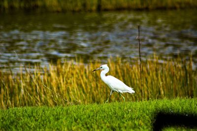 Bird perching on grass by lake