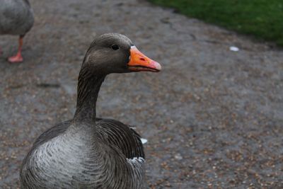 Close-up of eagle