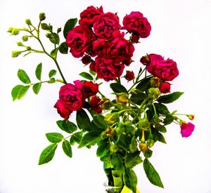 Close-up of red flowers blooming outdoors