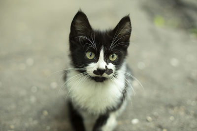 Portrait with a cat with a mustache. funny kitten with an unusual color. 