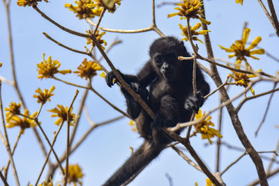 Low angle view of monkey on tree