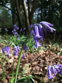 Close-up of purple flowers blooming outdoors