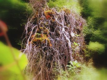 Close-up of tree trunk in forest