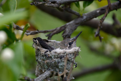 Close-up of a bird on branch