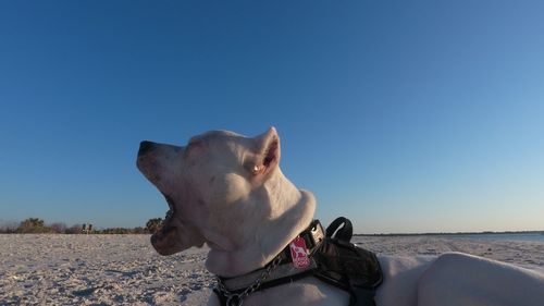 Close-up of cat against clear blue sky