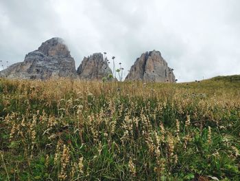 Plants growing on field against sky
