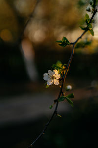 Close-up of white flowering plant