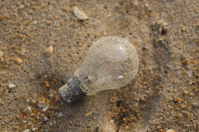 Close-up of snail on sand