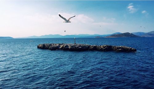 Seagull flying over sea against sky