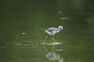 Bird on a lake