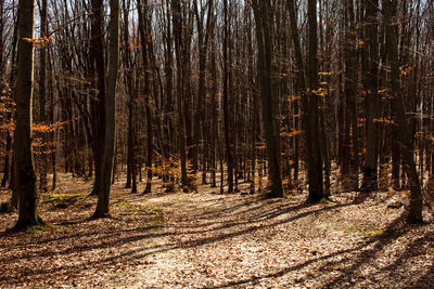 Trees in forest