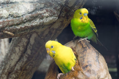 Close-up of parrot perching on tree