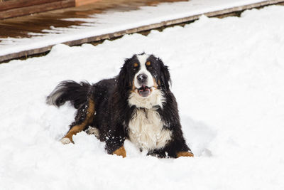 Portrait of dog on snow field