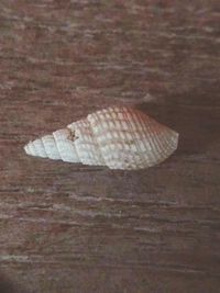 Close-up of seashell on the table