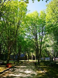 Trees in park