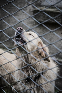 Close-up of dog behind bars
