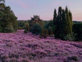 Scenic view of pink flowering trees on field against sky