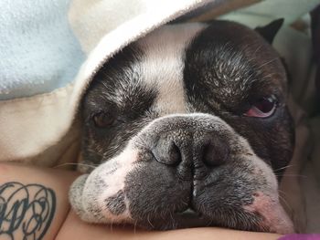 Sleeping frenchie