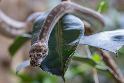 Close-up of plant