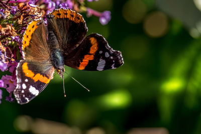 Close-up of butterfly pollinating on flower