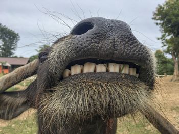 Close-up of a horse