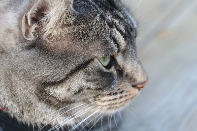 Close-up of a cat looking away