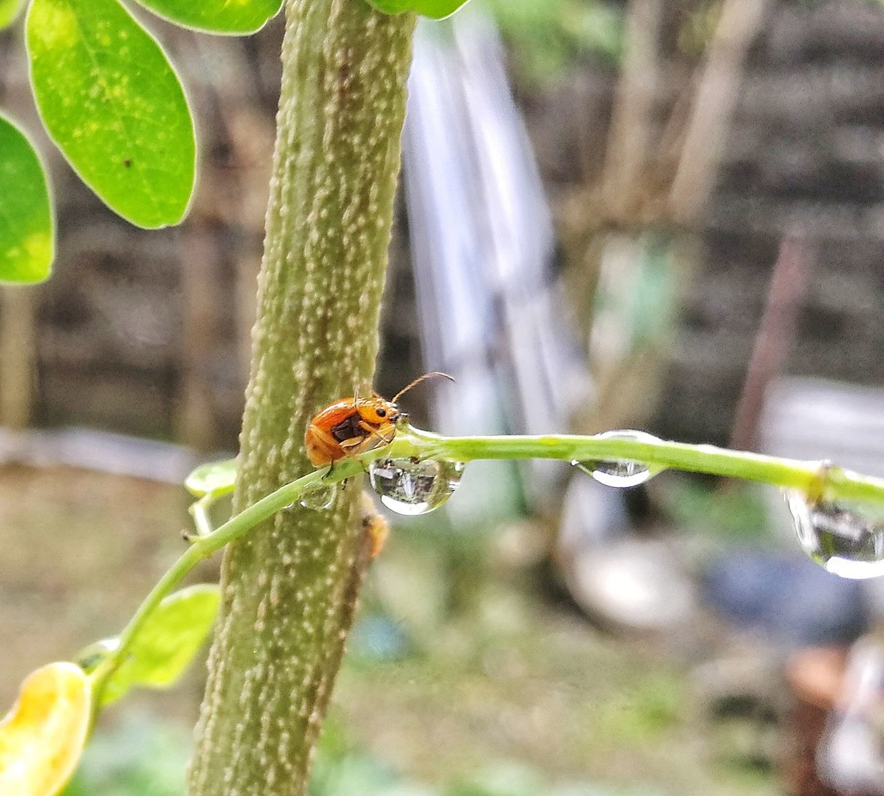 animal wildlife, animal themes, animal, animals in the wild, one animal, focus on foreground, invertebrate, insect, close-up, plant, day, nature, no people, green color, outdoors, plant part, leaf, water, vertebrate