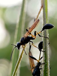 Close-up of insect on plant