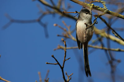 Low angle view of bird perching on branch