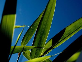 Low angle view of plant against blue sky