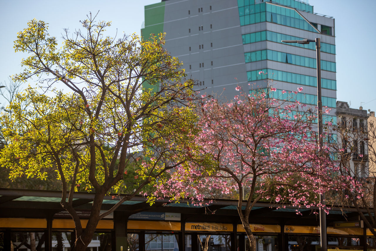 VIEW OF CHERRY BLOSSOM TREES