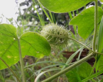 Close-up of caterpillar on plant