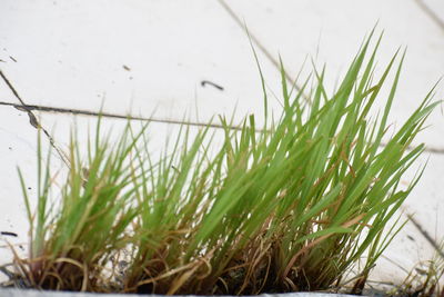 Close-up of fresh plants in water