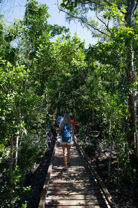 Rear view of man walking on walkway amidst trees in forest