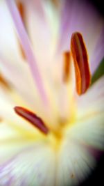 Close-up of purple crocus flower