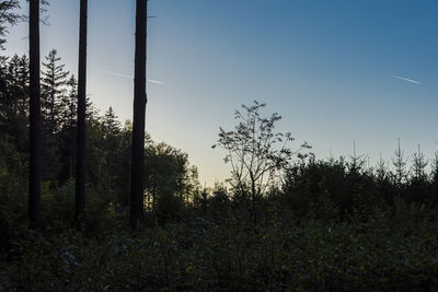 Trees growing on field against sky