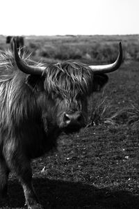Highland cattle black and white